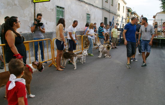 La elección del perro de San Roque abre las fiestas de este barrio de Daimiel