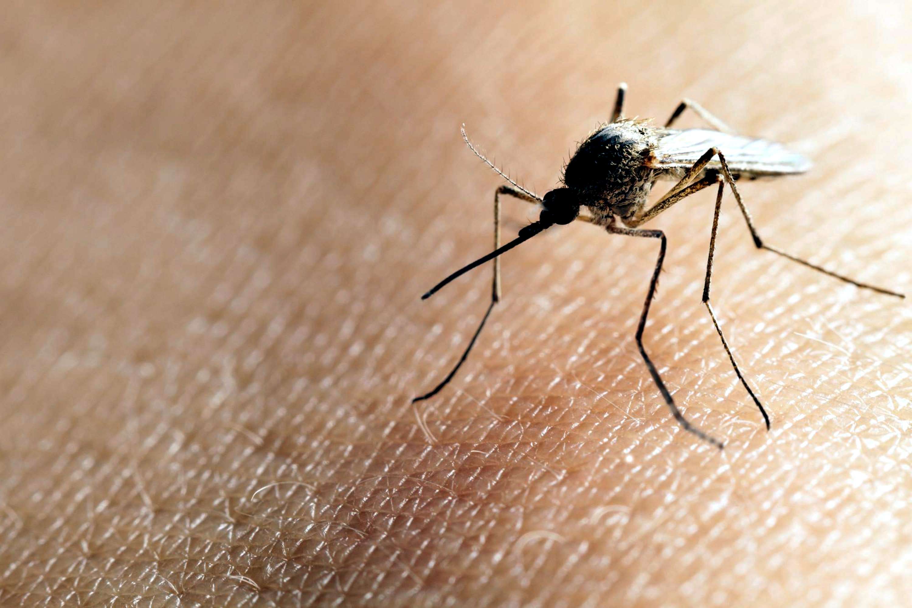 mosquito Virus Zika
