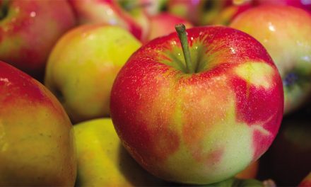 Lo que puede hacer una manzana podrida