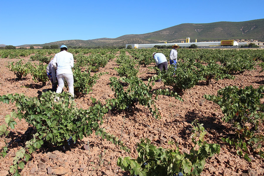 La vendimia se generaliza para las variedades tempranas en La Mancha