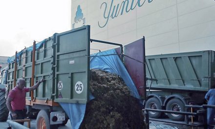 Tras un mes de vendimia Bodegas Yuntero recoge 60 millones de kilos de uva y espera alcanzar un total de cien millones