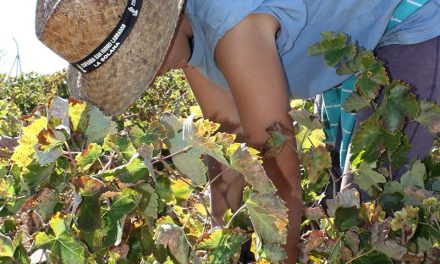 La cosecha de uva podría ser inferior al cuarenta por ciento