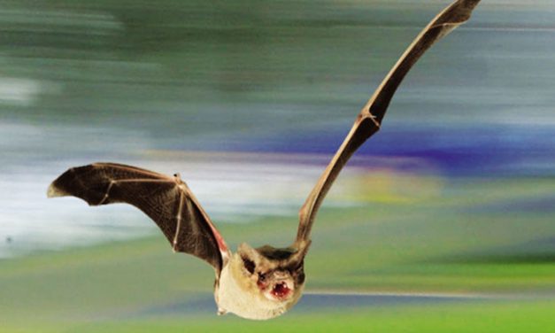 El vuelo más rápido