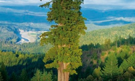 El árbol más alto y el árbol más grueso del mundo