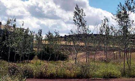 El Consorcio RSU de Ciudad Real  celebra el Día Mundial del Medio Ambiente, plantando 200 chopos en su planta de tratamiento