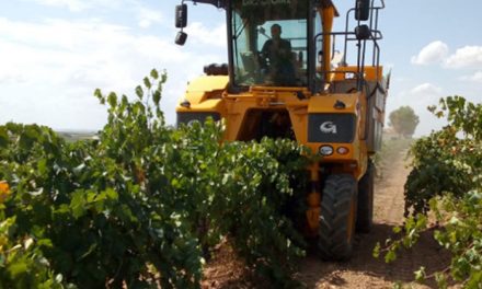 La vendimia 2018 dejará “un 20% o más” de uva que la pasada campaña en Daimiel