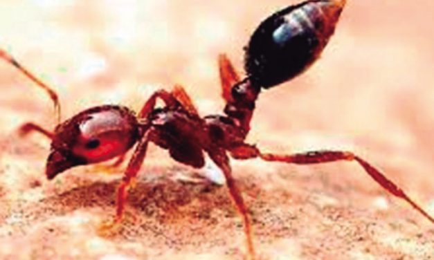 La peligrosa hormiga de fuego
