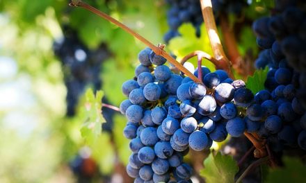 Aprobada la ampliación del rendimiento del viñedo en la DO Valdepeñas