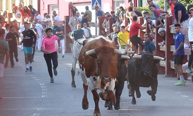 Los primeros encierros centraron la programación festiva del lunes en Pozuelo de Alarcón