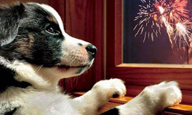 Consejos para disfrutar de una Fiesta de la Pirotecnia sin estrés para las mascotas
