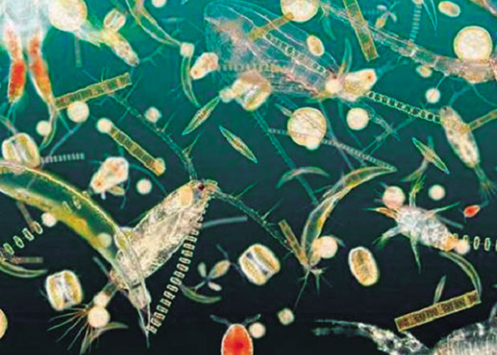 El “plancton”, la vida errante de los mares