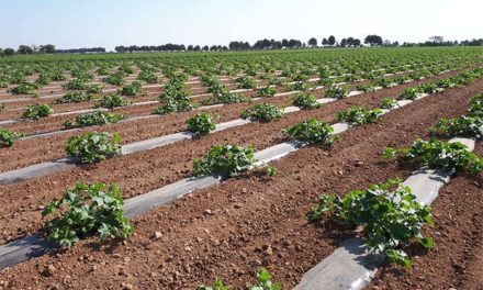La Interprofesional de melón y sandía de Castilla-La Mancha pide al sector que haga una planificación de siembra adecuada