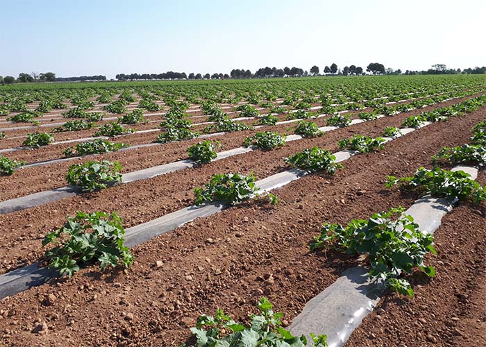 La Interprofesional de melón y sandía de Castilla-La Mancha pide al sector que haga una planificación de siembra adecuada