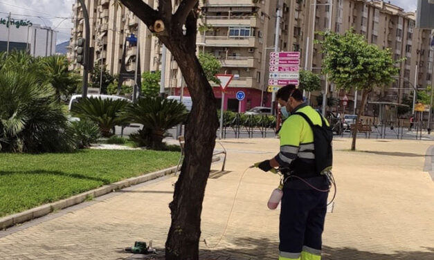 El Ayuntamiento de Jaén acomete el nuevo tratamiento de endoterapia contra la galeruca del olmo