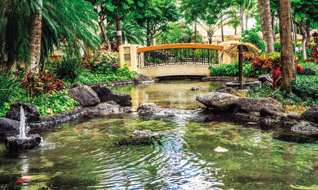 Estanque con vida en el jardín