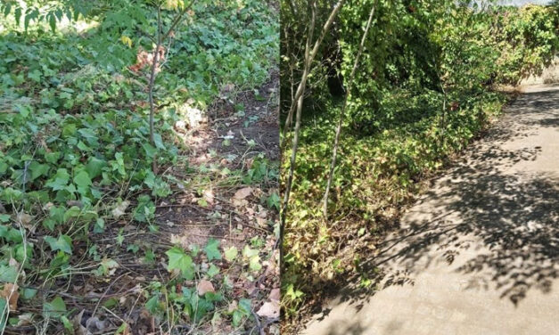 El Ayuntamiento de Toledo continúa con las labores de limpieza y desbroce en entornos como San Pedro el Verde, Más del Ribero o San Lucas