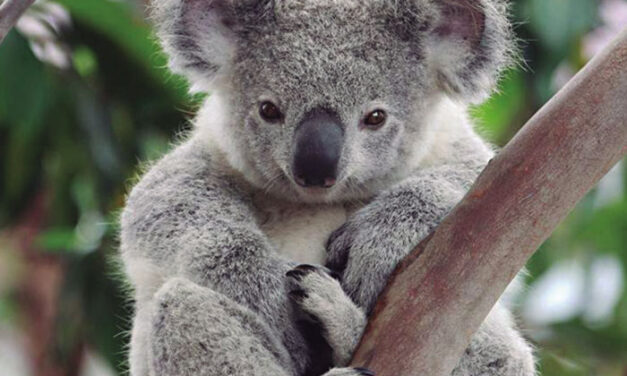 Koalas, 20 horas de sueño y 4 comiendo