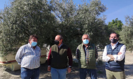 Una veintena de personas participa en un curso práctico de poda del olivar en El Madroño