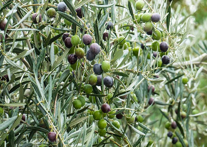 Campaña de lucha contra la mosca del olivo