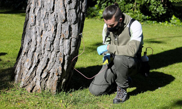 Boadilla aplica la endoterapia a más de 800 pinos para evitar plagas de oruga procesionaria