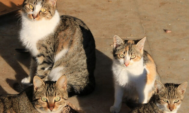 La Concejalía de Bienestar Animal lanza un programa de gestión de colonias felina