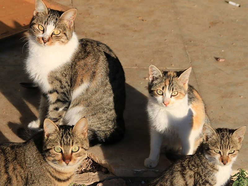 La Concejalía de Bienestar Animal lanza un programa de gestión de colonias felina