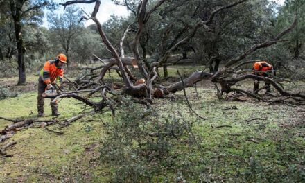 <strong>Trabajos de limpieza de ramas y árboles caídos en Vallehondo, entre Valdepastores y la M-50</strong>