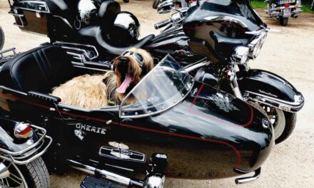 Seguros que te interesa: ¿Puedo llevar a mi perro en moto?