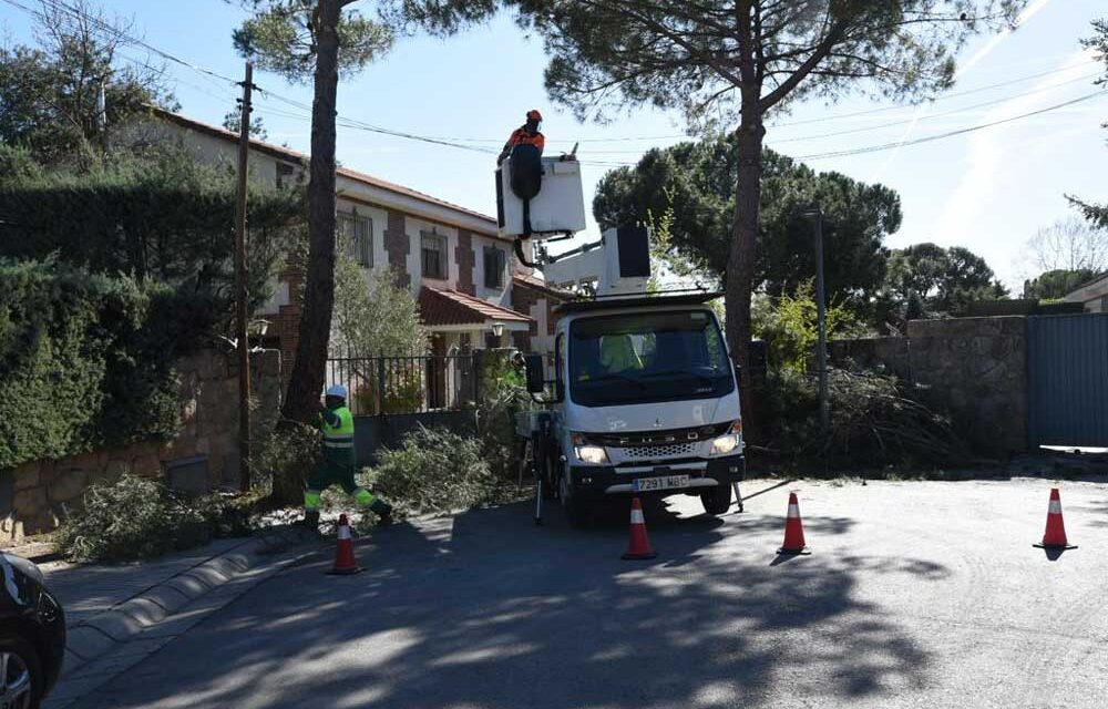 El Ayuntamiento de Boadilla ha podado casi 4500 árboles en la campaña de este año