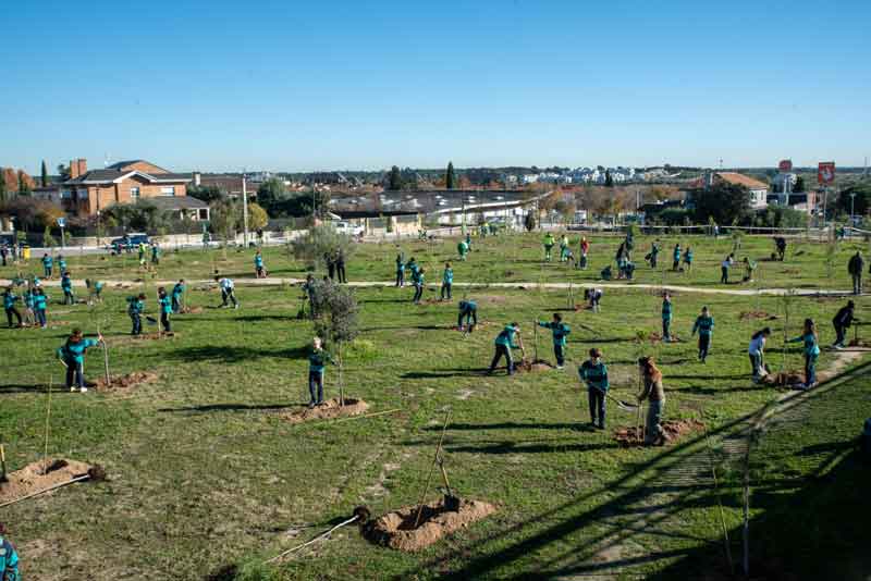 Un centenar de escolares plantan 200 pinos en la zona verde de la calle Monte Amor