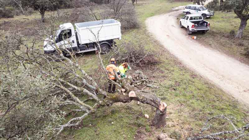El Ayuntamiento realiza cortas de prevención y mantenimiento de árboles y ramas en el monte