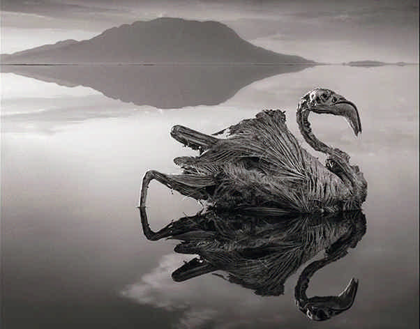 El lago de los animales petrificados